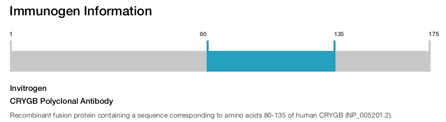 CRYGB Polyclonal Antibody