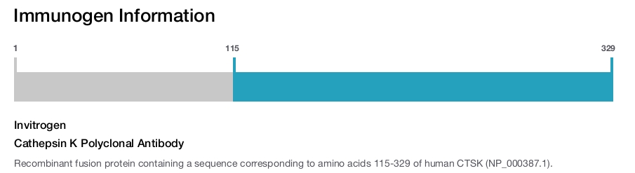 Cathepsin K Polyclonal Antibody