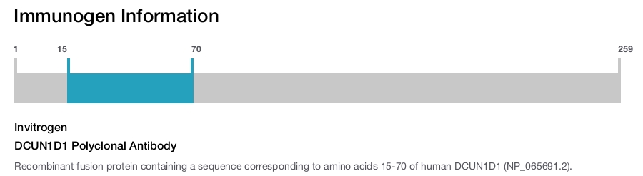 DCUN1D1 Polyclonal Antibody