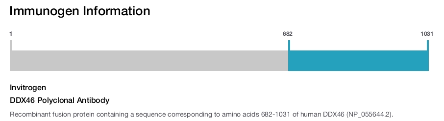 DDX46 Polyclonal Antibody