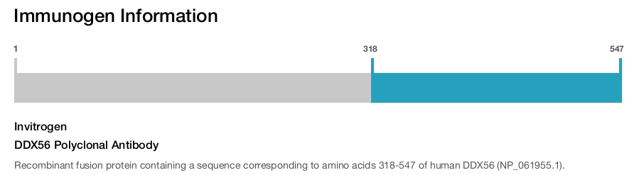 DDX56 Polyclonal Antibody