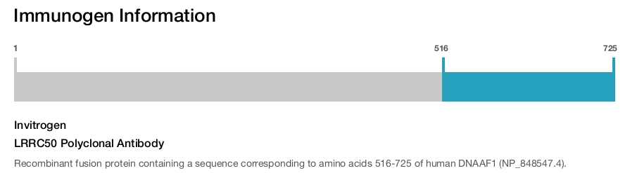 LRRC50 Polyclonal Antibody