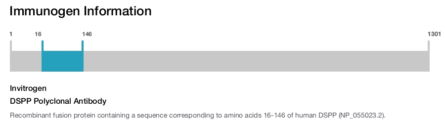DSPP Polyclonal Antibody