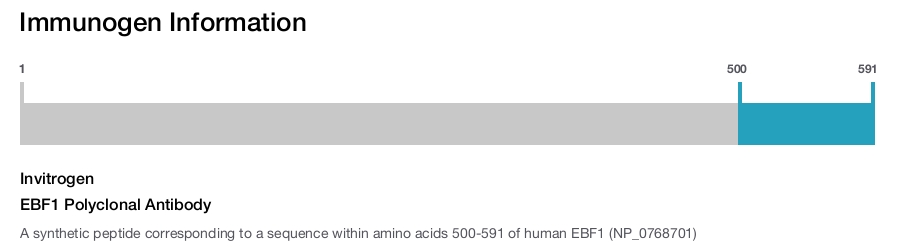 EBF1 Polyclonal Antibody