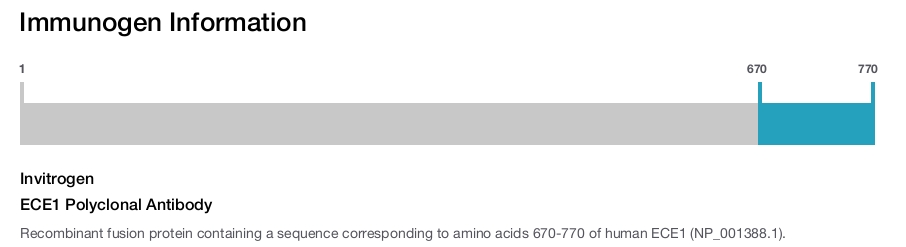 ECE1 Polyclonal Antibody