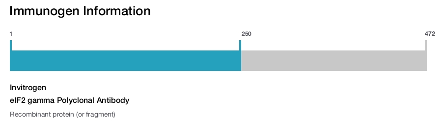 eIF2 gamma Polyclonal Antibody