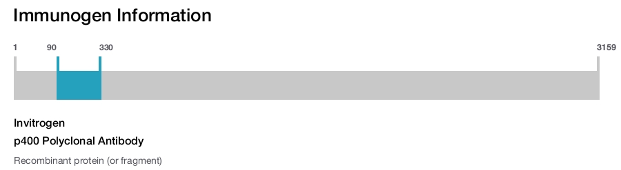 p400 Polyclonal Antibody