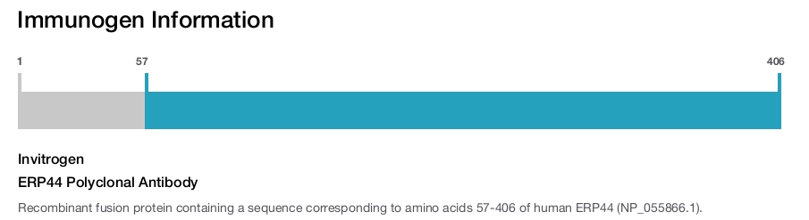 ERP44 Polyclonal Antibody