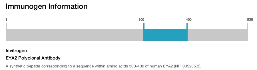EYA2 Polyclonal Antibody