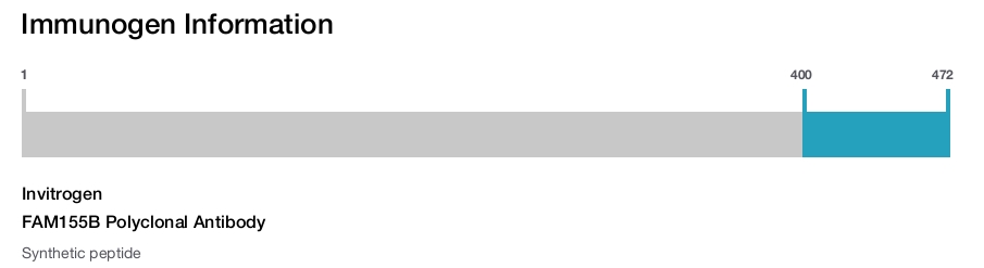 FAM155B Polyclonal Antibody