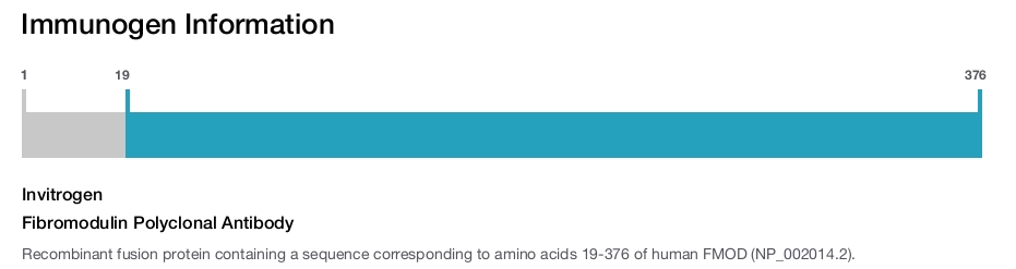 Fibromodulin Polyclonal Antibody
