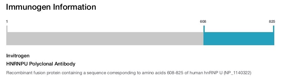 HNRNPU Polyclonal Antibody