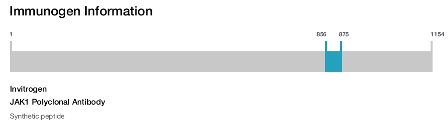 JAK1 Polyclonal Antibody