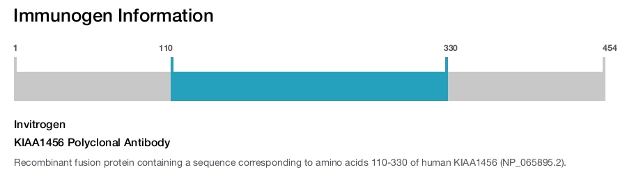 KIAA1456 Polyclonal Antibody