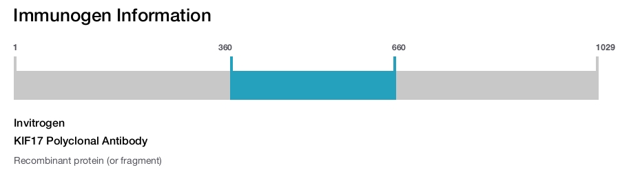KIF17 Polyclonal Antibody