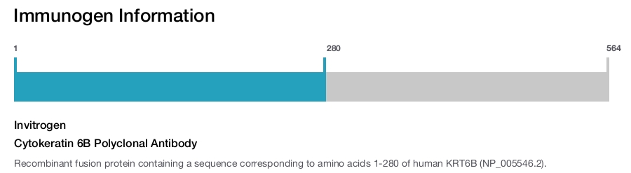Cytokeratin 6B Polyclonal Antibody