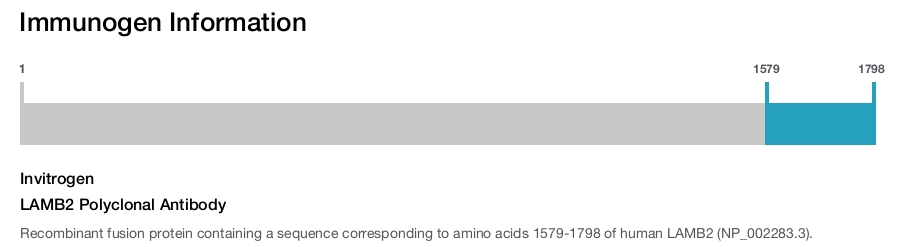 LAMB2 Polyclonal Antibody