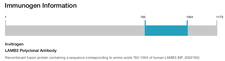LAMB3 Polyclonal Antibody