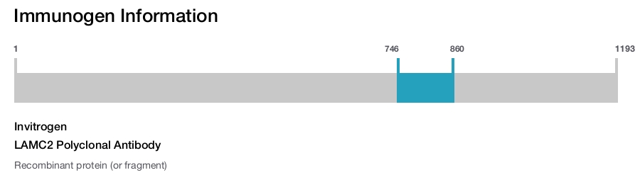 LAMC2 Polyclonal Antibody