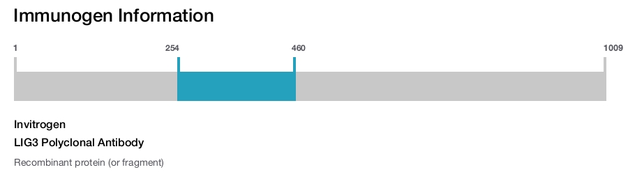 LIG3 Polyclonal Antibody