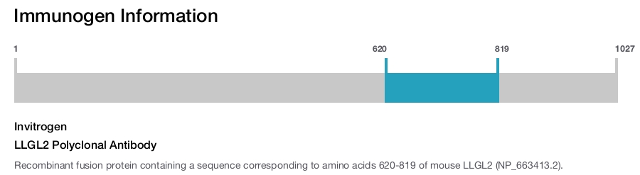 LLGL2 Polyclonal Antibody