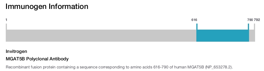 MGAT5B Polyclonal Antibody