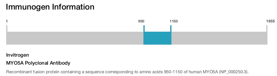MYO5A Polyclonal Antibody