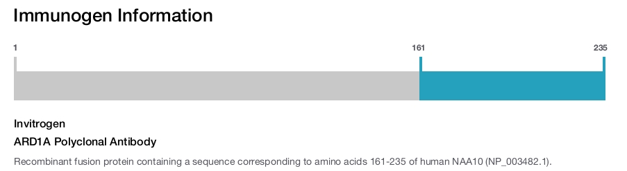 ARD1A Polyclonal Antibody