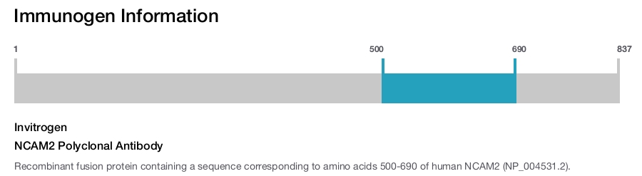 NCAM2 Polyclonal Antibody
