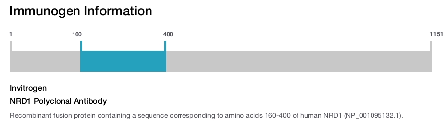 NRD1 Polyclonal Antibody