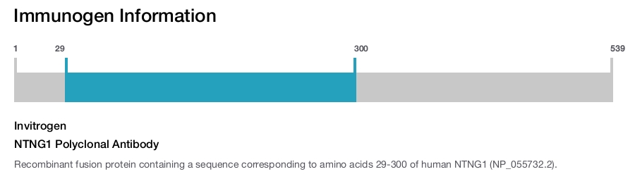 NTNG1 Polyclonal Antibody