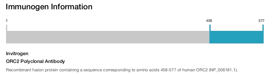 ORC2 Polyclonal Antibody