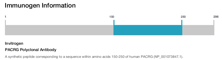 PACRG Polyclonal Antibody