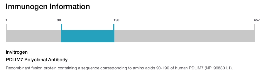 PDLIM7 Polyclonal Antibody