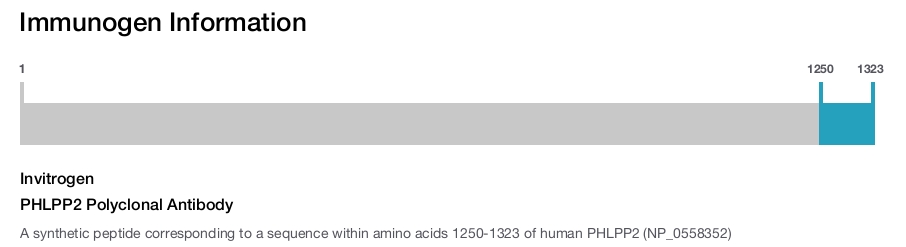 PHLPP2 Polyclonal Antibody