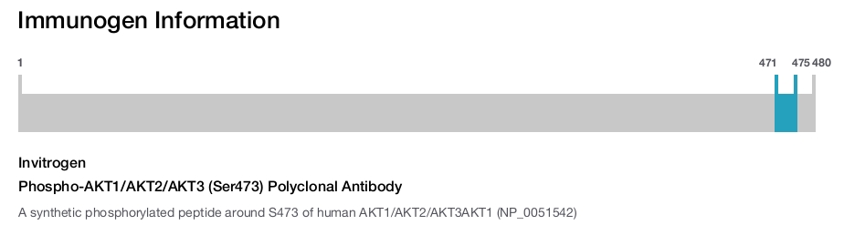 Phospho-AKT1/AKT2/AKT3 (Ser473) Polyclonal Antibody
