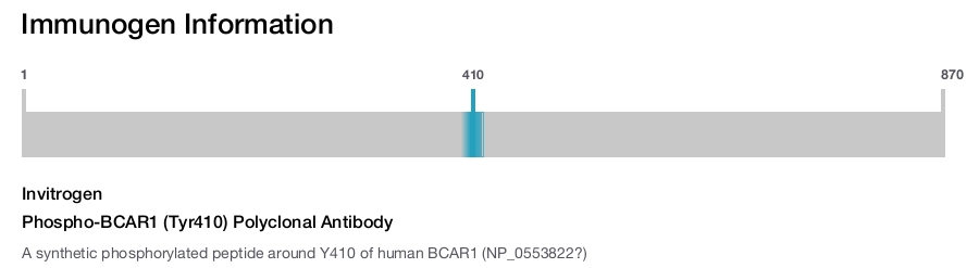 Phospho-BCAR1 (Tyr410) Polyclonal Antibody