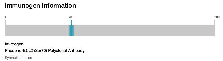 Phospho-BCL2 (Ser70) Polyclonal Antibody