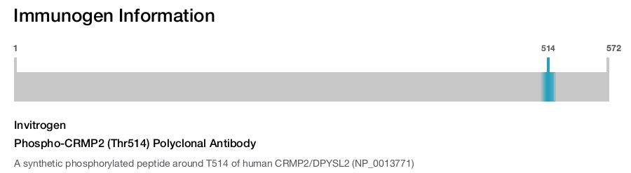 Phospho-CRMP2 (Thr514) Polyclonal Antibody