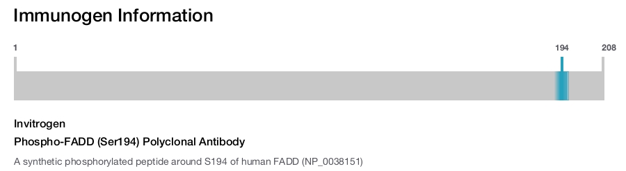Phospho-FADD (Ser194) Polyclonal Antibody