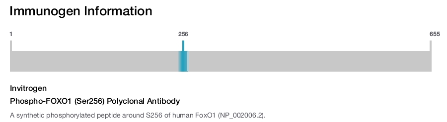 Phospho-FOXO1 (Ser256) Polyclonal Antibody