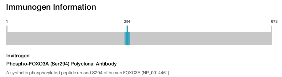 Phospho-FOXO3A (Ser294) Polyclonal Antibody