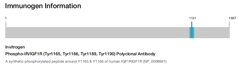 Phospho-IR/IGF1R (Tyr1165, Tyr1166, Tyr1189, Tyr1190) Polyclonal Antibody
