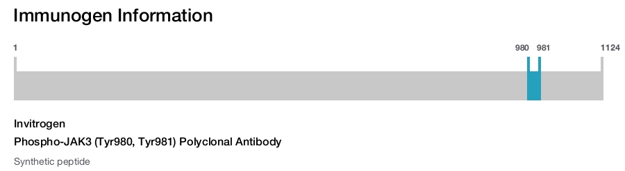 Phospho-JAK3 (Tyr980, Tyr981) Polyclonal Antibody