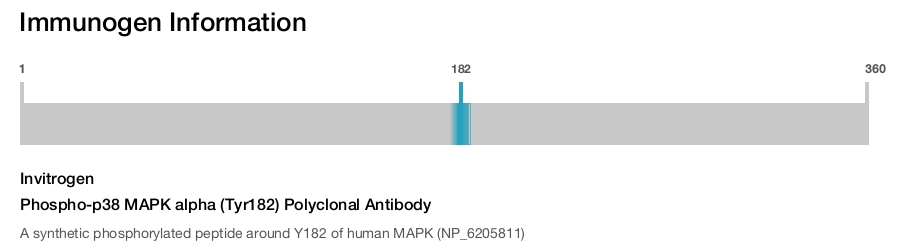 Phospho-p38 MAPK alpha (Tyr182) Polyclonal Antibody