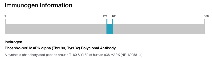 Phospho-p38 MAPK alpha (Thr180, Tyr182) Polyclonal Antibody