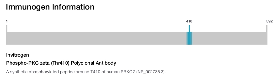 Phospho-PKC zeta (Thr410) Polyclonal Antibody