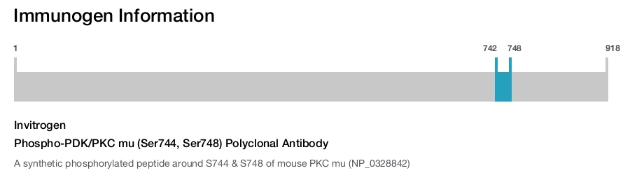 Phospho-PDK/PKC mu (Ser744, Ser748) Polyclonal Antibody