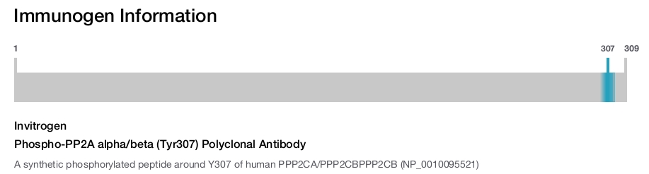 Phospho-PP2A alpha/beta (Tyr307) Polyclonal Antibody