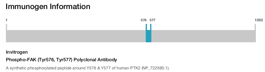 Phospho-FAK (Tyr576, Tyr577) Polyclonal Antibody